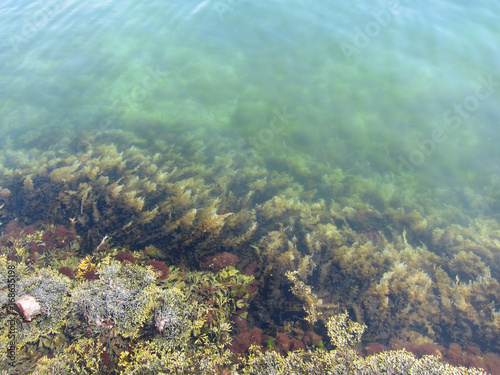 Seaweed along shoreline fading into green water