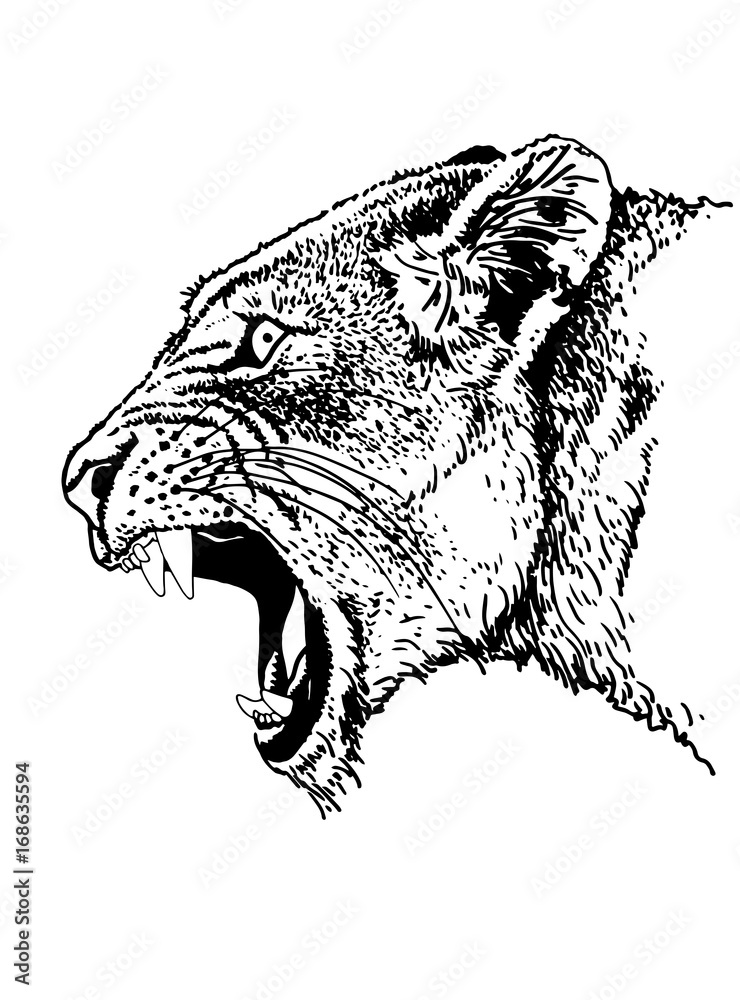 Graphical sketch of angry lion with open mouth isolated on white, illustration for coloring ...