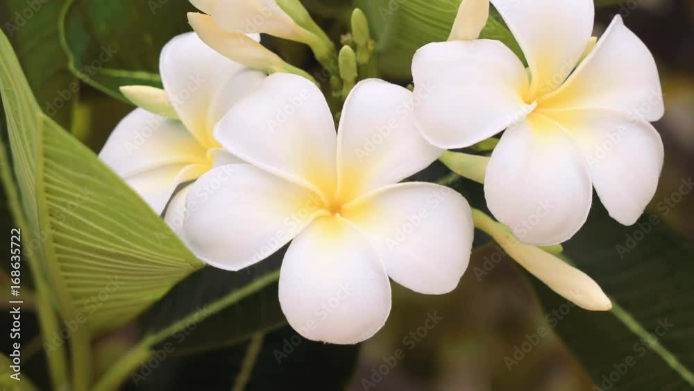 Close up of white frangipani flowers. Shot with Sony a7s and Atomos Ninja Flame on cloudy day. Close up of white frangipani flowers. Shot with Sony a7s and Atomos Ninja Flame on cloudy day.