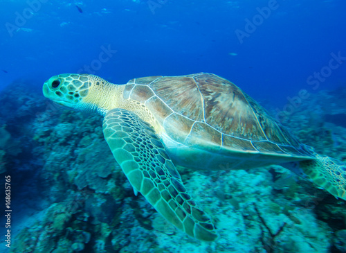 An endangered green sea turtle swimming above coral reef