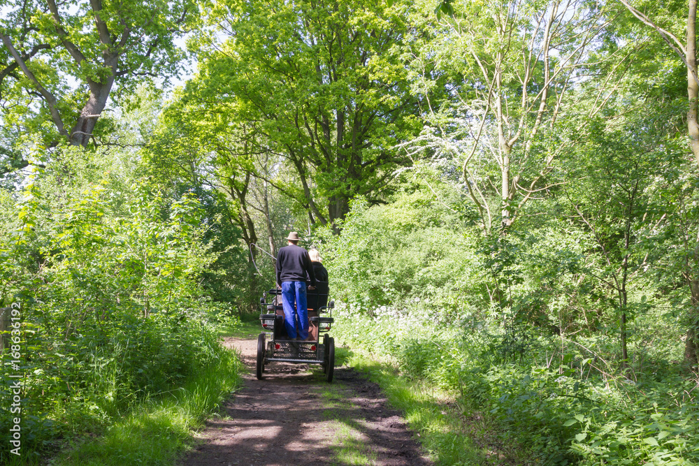 Obraz premium Mit der Pferdekutsche durch den Wald