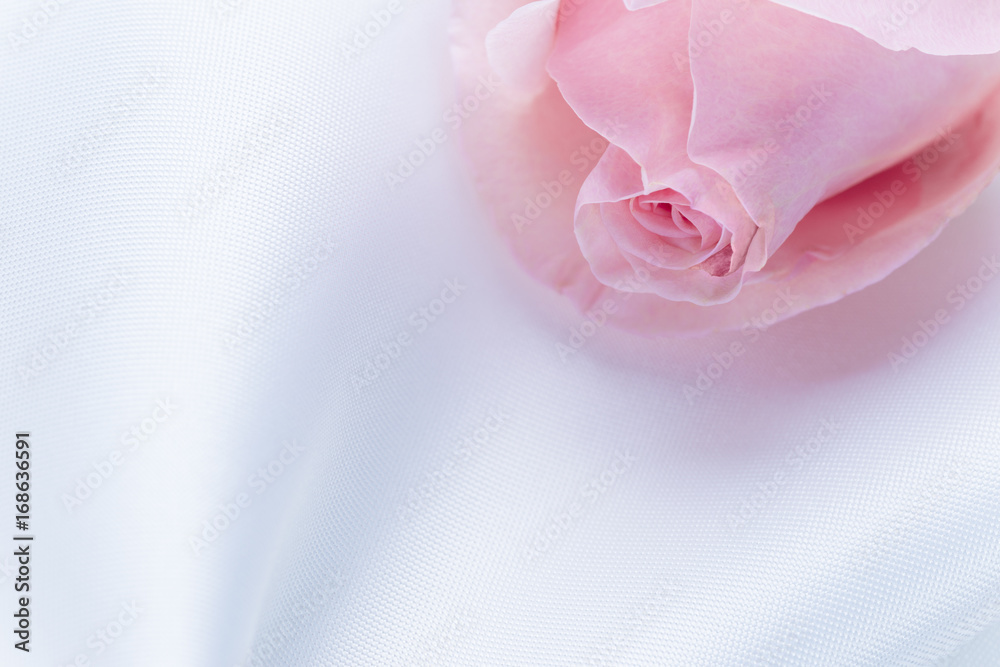 close up of pink rose on white fablic close up of pink rose on white fablic