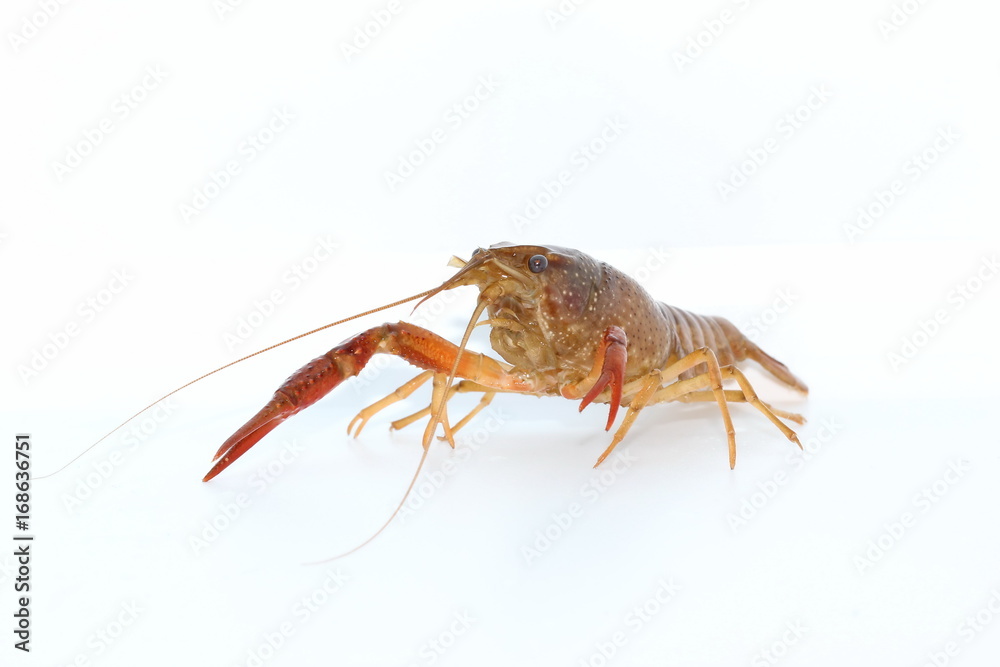 crayfish crayfish