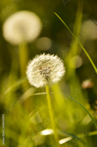 Fototapeta Naklejka Na Ścianę i Meble -  dandelion in grass