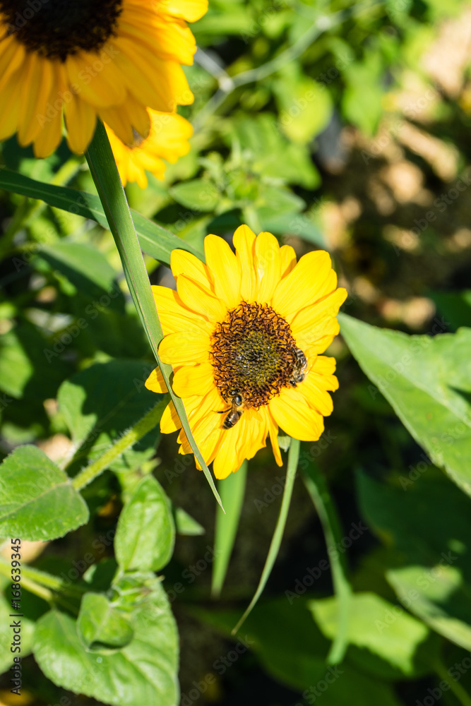 Obraz premium Sunflower with bee with blue sky