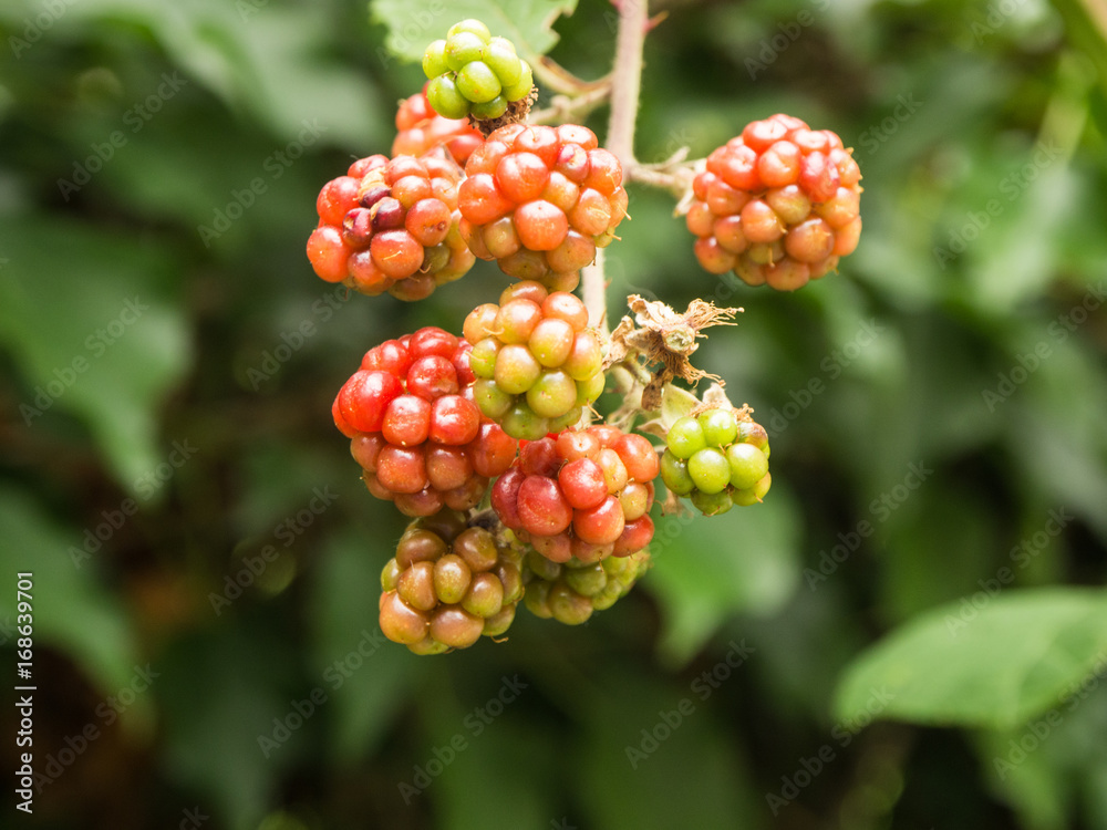 Branch of blackberries in nature Branch of blackberries in nature