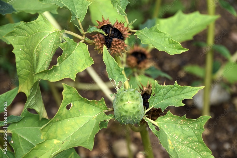 gemeine, weißer Stechapfel im Garten gemeine, weißer Stechapfel im Garten