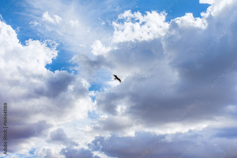 bird flying in blue sky with amazing fluffy white clouds
bird flying in blue sky with amazing fluffy white clouds