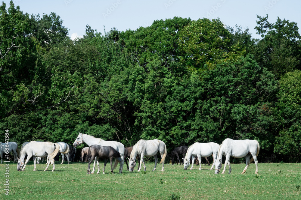 Stupendi Cavalli lipizzani bianchi in prateria estese e verdi recinto bianco 