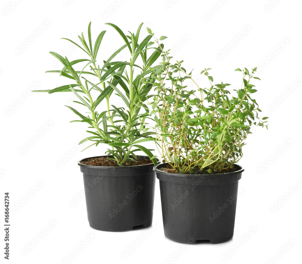 Green rosemary and thyme in pots on white background Green rosemary and thyme in pots on white background