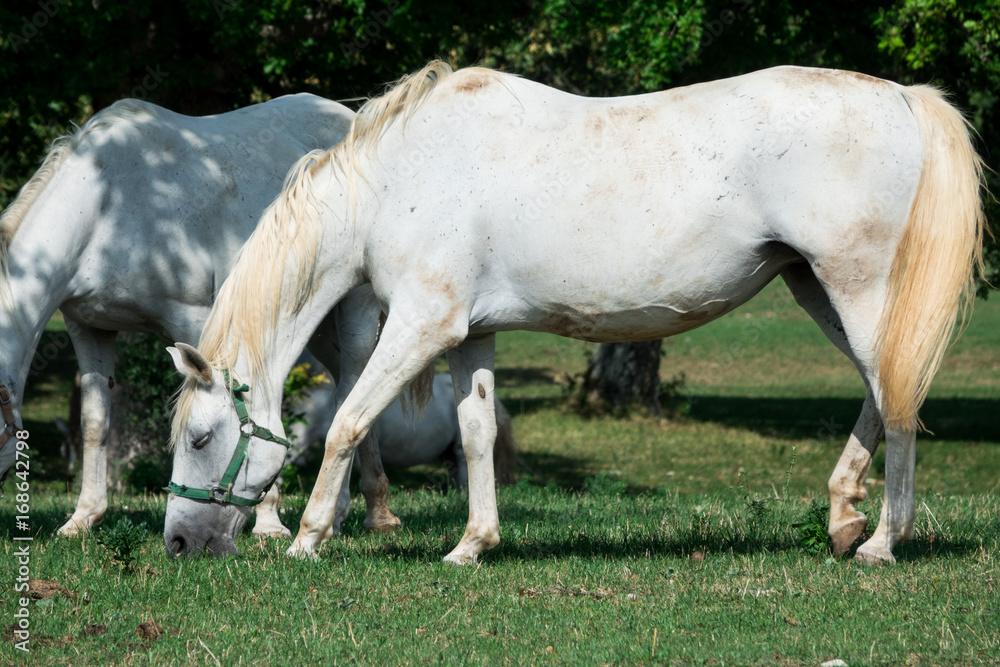 Stupendi Cavalli lipizzani bianchi in prateria estese e verdi recinto bianco Stupendi Cavalli lipizzani bianchi in prateria estese e verdi recinto bianco