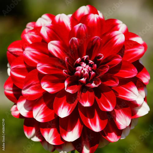 Fototapeta Naklejka Na Ścianę i Meble -  Dahlia, flowers of summer