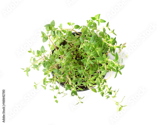 Green thyme in pot on white background