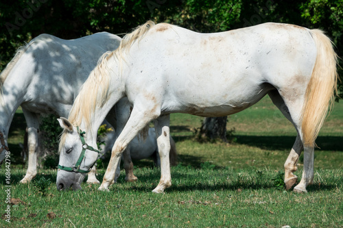 Stupendi Cavalli lipizzani bianchi in prateria estese e verdi recinto bianco 