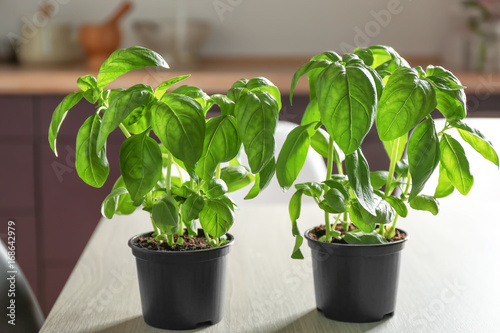 Green basil in pots on table