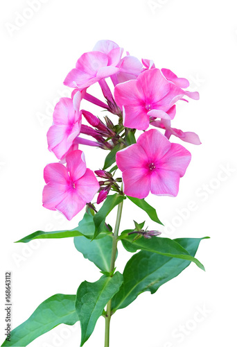 Pink flox isolated on white background with clipping path.