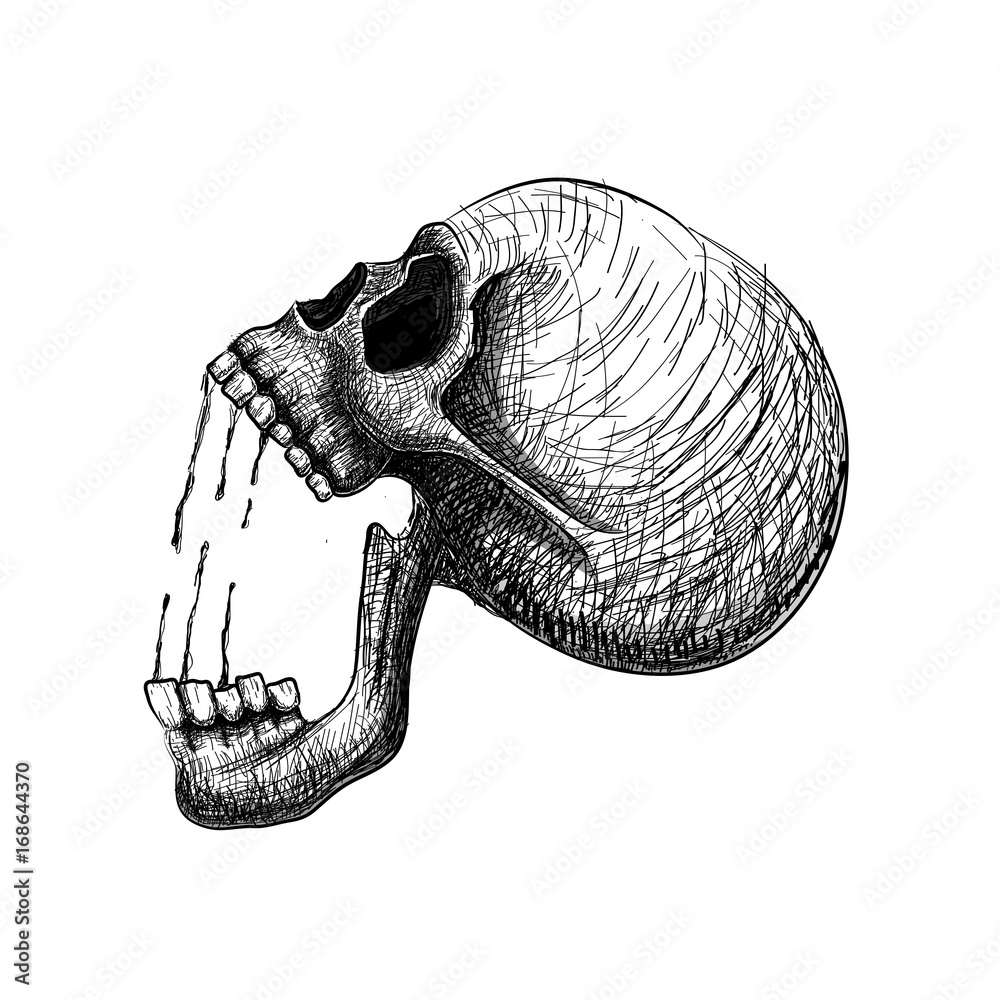 Skull Pain Hand Draw Line Art Anatomically Correct Human Skull Isolated Vector Illustration Tattoo Design Symbol Of Life Stock Vector Adobe Stock