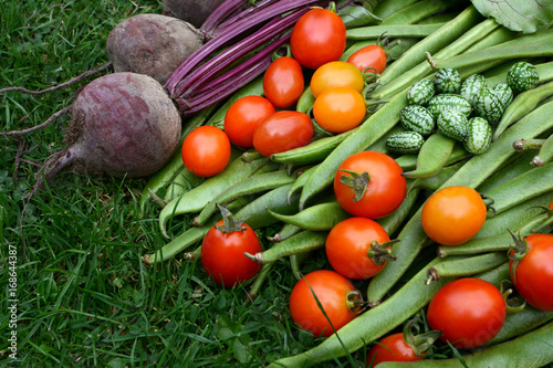 Harvested vegetables from the allotment