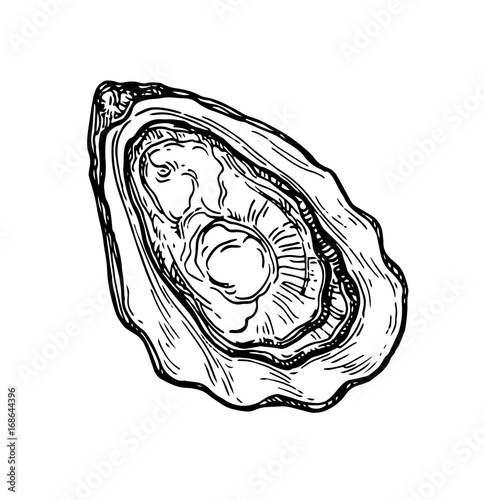 Oyster ink sketch.