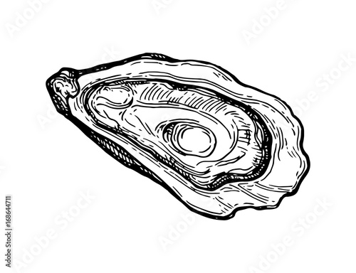 Oyster ink sketch.