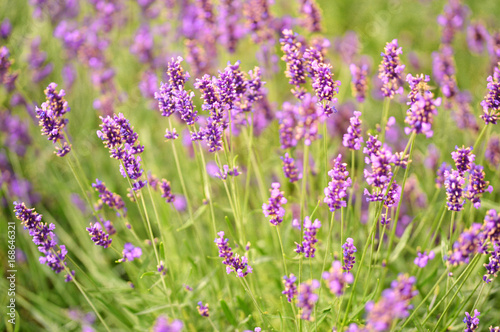 lavender flowers background © imedkova
