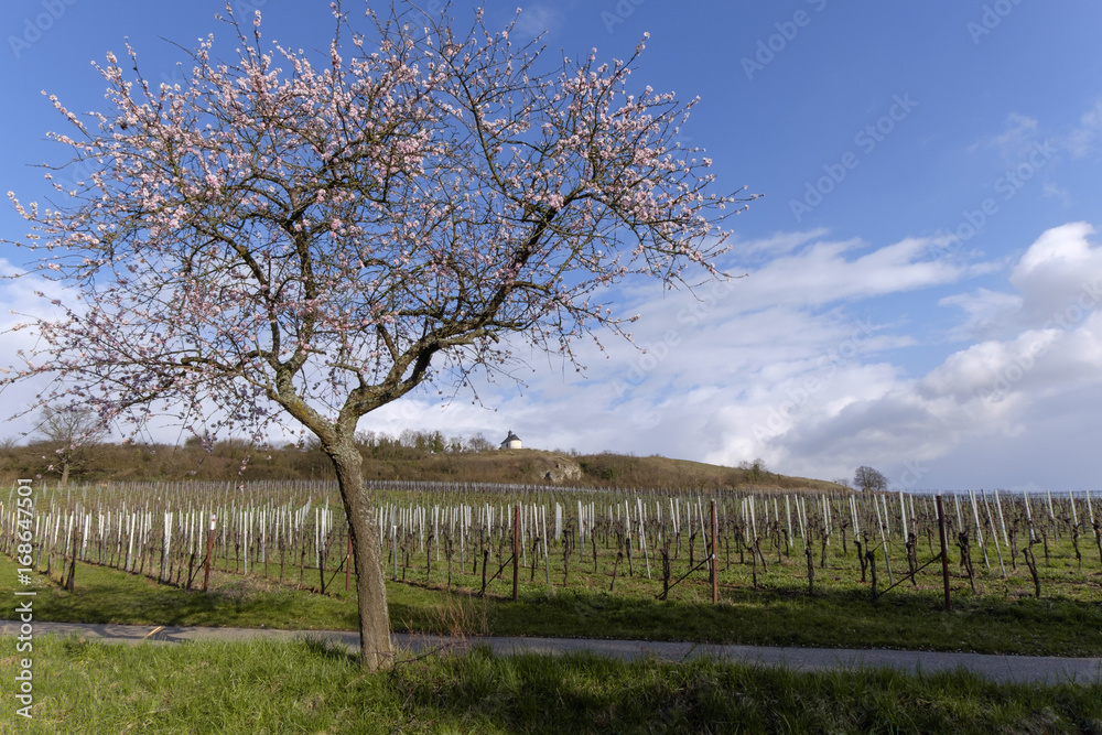 Blühender Mandelbaum  (Prunus dulcis) vor der Kleinen Kalmit