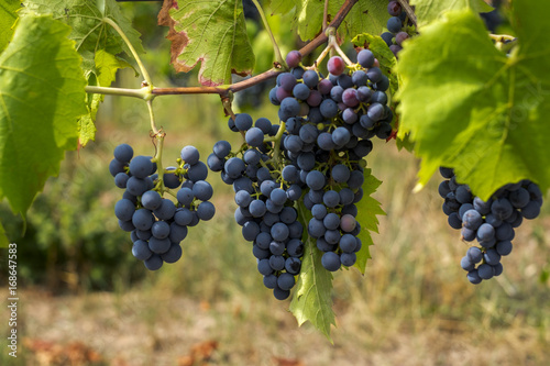 Blaue Weintrauben (Vitis sp.) am Rebstock