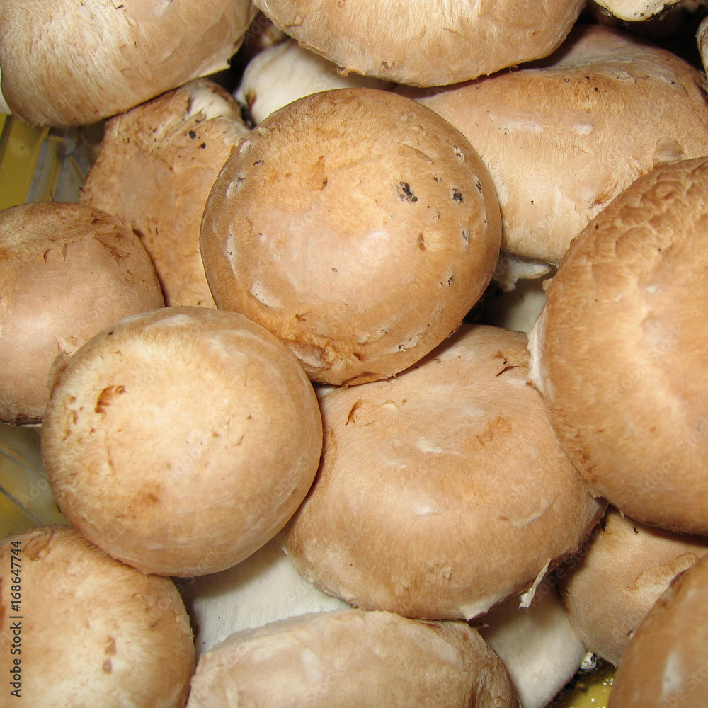 Mushrooms Mushrooms