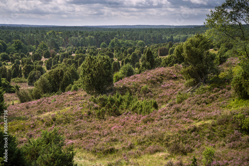 Heideblüte im Steingrund bei Wilsede - Lüneburger Heide