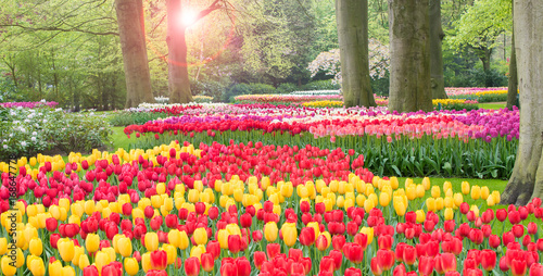 Colorful tulips landscape in botanical garden Keukenhof, the Netherlands.