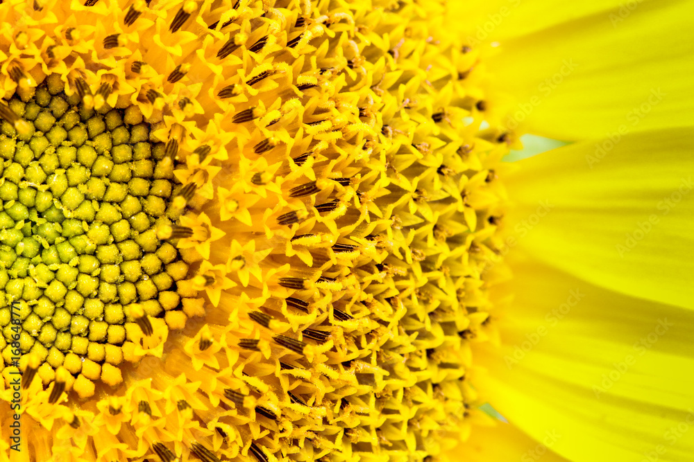 Fresh sunflower close-up detailing the sunflower disk and the ray and tiny disk flowers (or florets) which compose the disk. Fresh sunflower close-up detailing the sunflower disk and the ray and tiny disk flowers (or florets) which compose the disk.