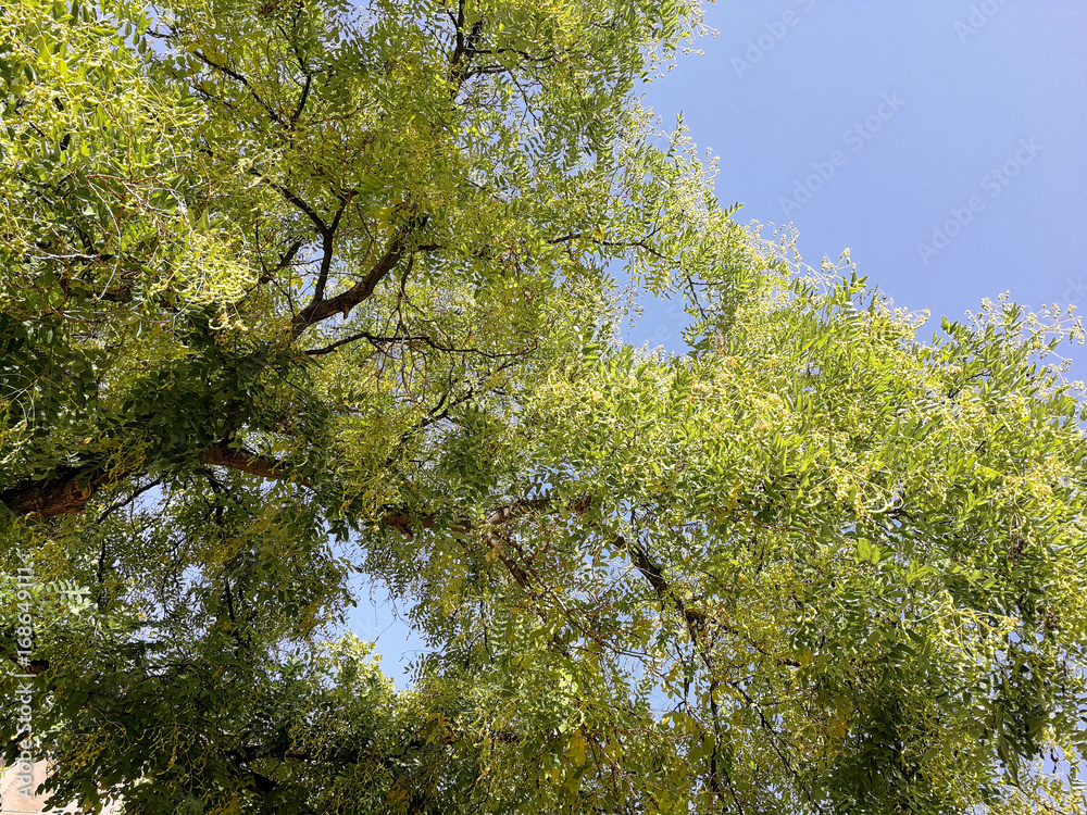 Fototapeta premium Splendid tree and bright blue sky