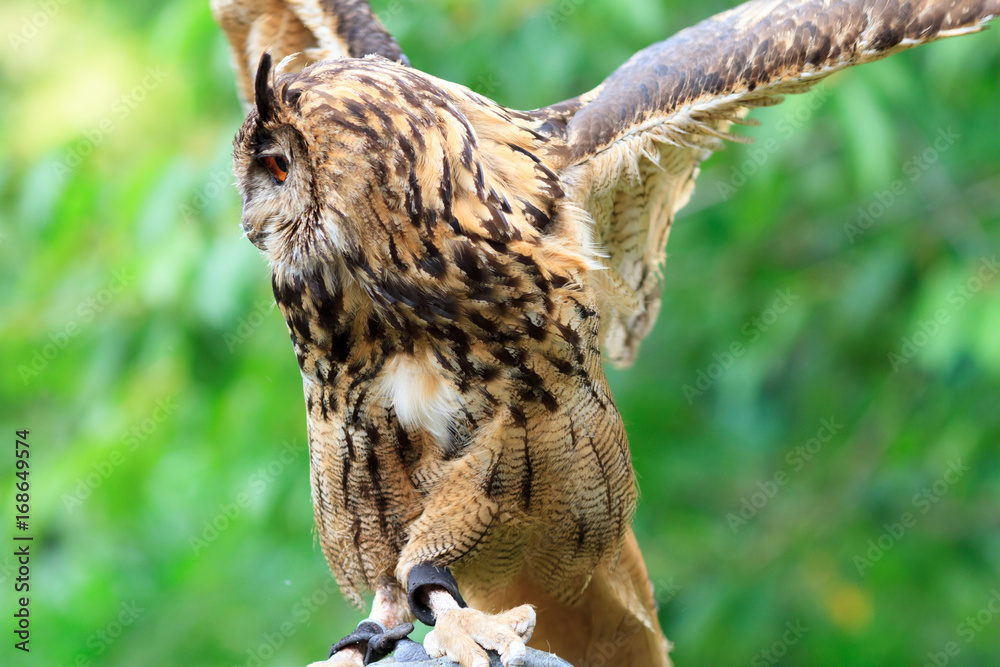 Obraz premium Eurasian Eagle-Owl