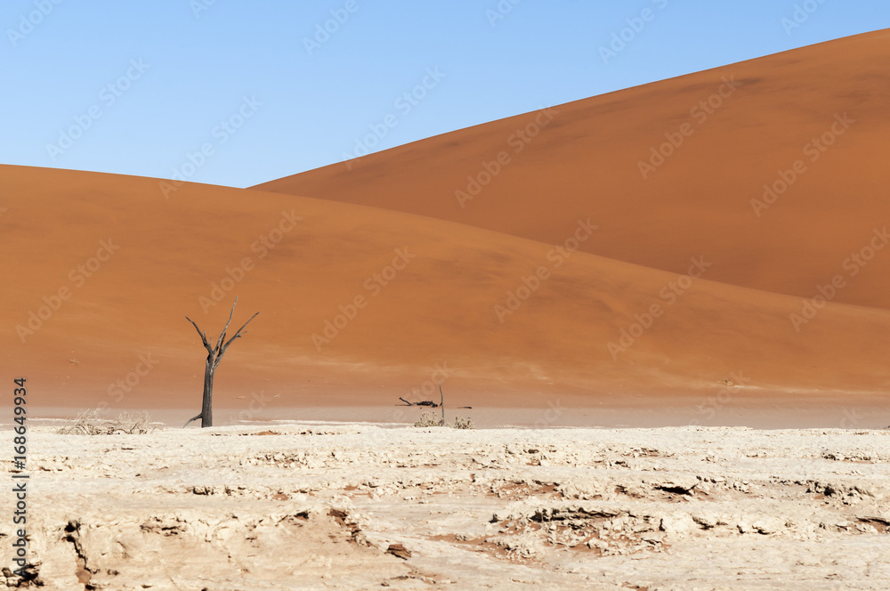 Dead acacia trees and dunes in the Namib desert / Dunes and dead acacia trees in the Namib desert, Dead Vlei, Sossusvlei, Namibia, Africa.