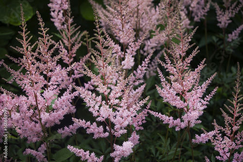 Pink astilba at the time of flowering