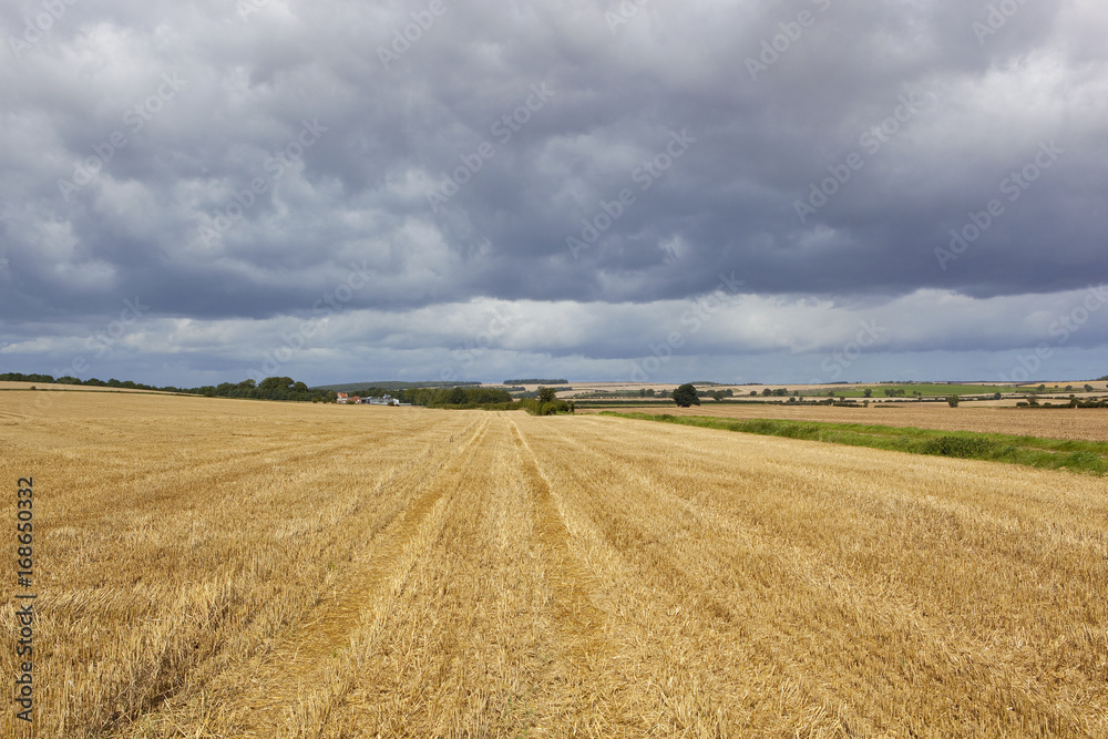 harvested field and scenery