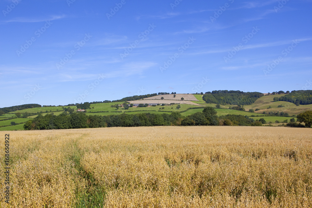 golden oat field