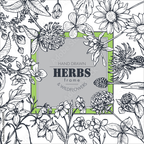 Vector frame with herb and wildflower elements