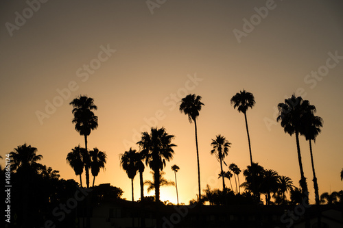 Silhouette of palms on Santa Barbara beach