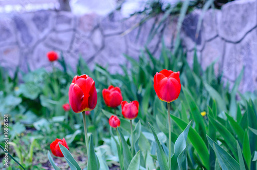 Red tulip on a flowerbed in garden