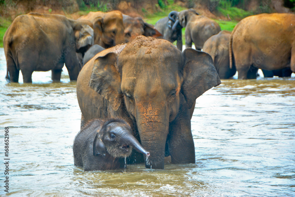 Obraz premium Pinnawala Elephant Orphanage 