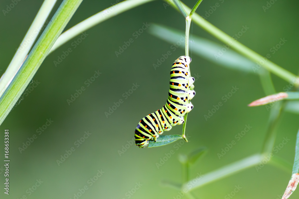 Swallowtail caterpillar eating the leaf of cow parsnip