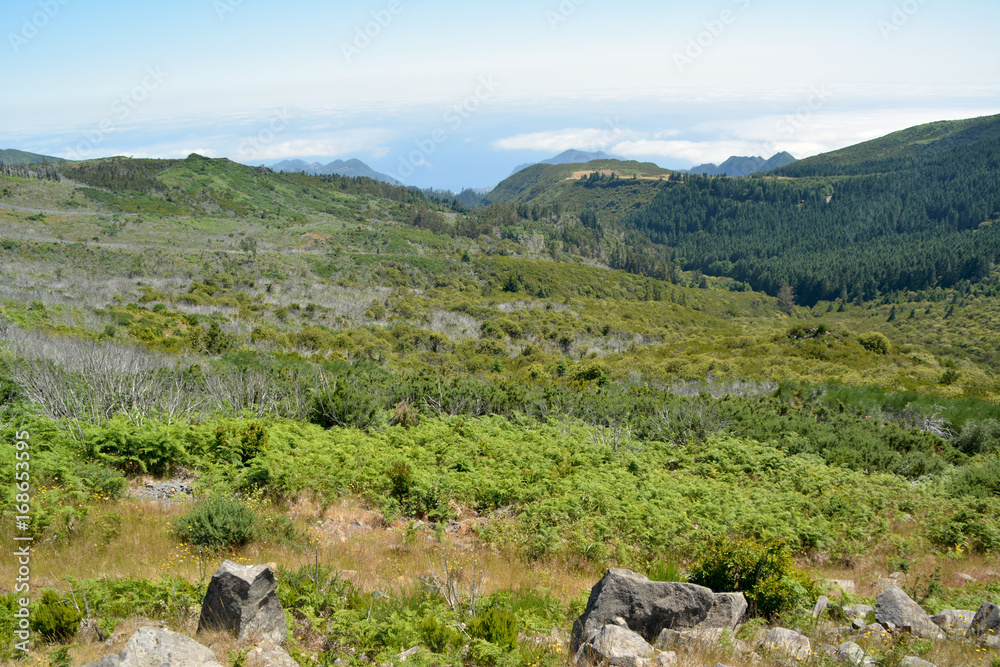 Flora of volcanic mountain in Atlantic island, madeira
