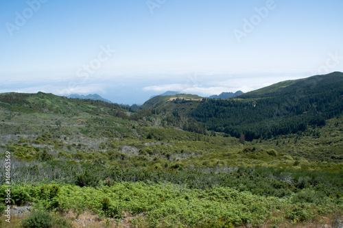 Flora of volcanic mountain in Atlantic island, madeira