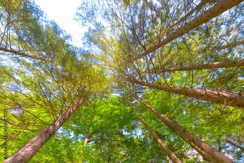Trees in a forest from below, low angle perspective