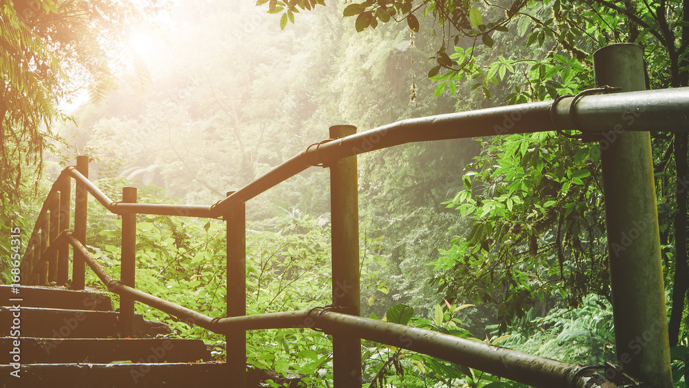 Hiking trail through the foggy jungle with sunlight commming through Hiking trail through the foggy jungle with sunlight commming through