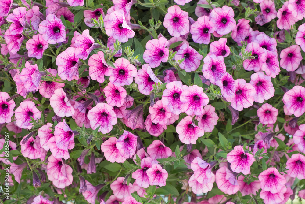 Background of purple white petunia flowers (Petunia hybrida). Natural background. Background of purple white petunia flowers (Petunia hybrida). Natural background.