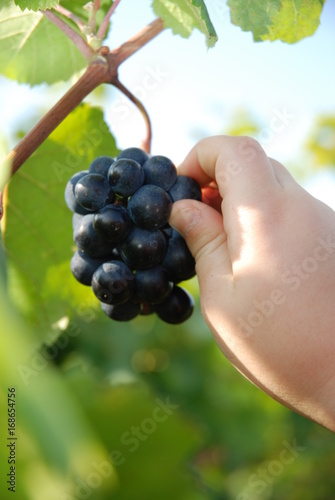 Grappe de raisin avec main