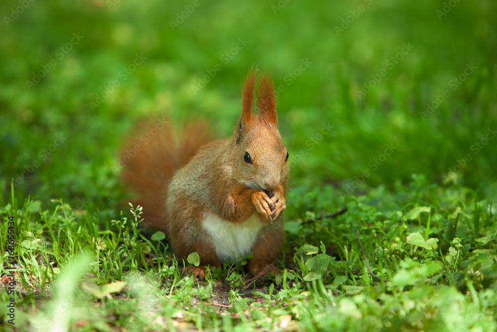 Little funny red squirrel in the park Little funny red squirrel in the park