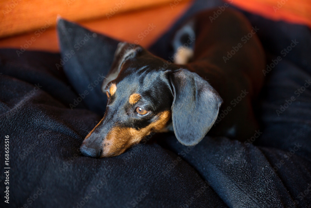 black brown dog dachshund lie on his black pillow and looking to the window